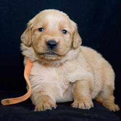 23-050 Orange collar