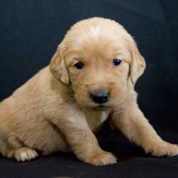 23-056 Yellow collar