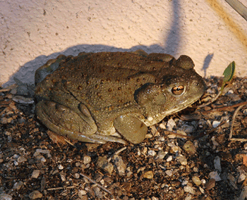 Bufo alvarius 1