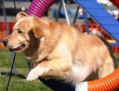 Agility Golden