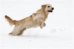 golden running snow