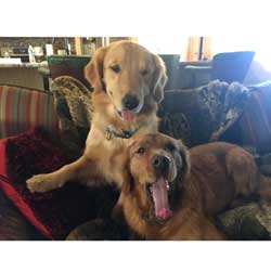 Lucy--now Gracie & Clover--now Josie