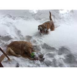 Gracie Josie in snow IMG 6619