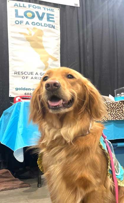 golden retriever at show