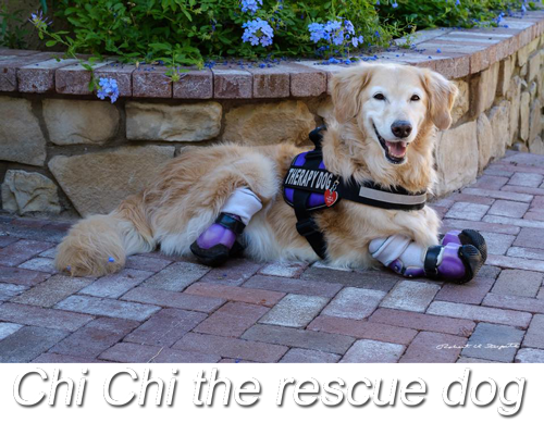 Chi Chi the rescue dog