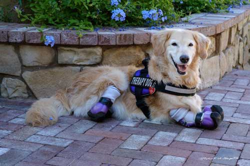 Chi Chi the Rescue Dog 