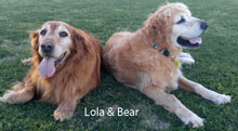 134 Lola Bear 2017