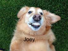 107 Joey 220