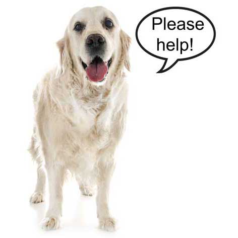 Cream golden saying please help