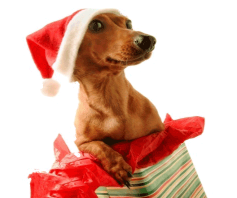 Little dog gift wrap look R
