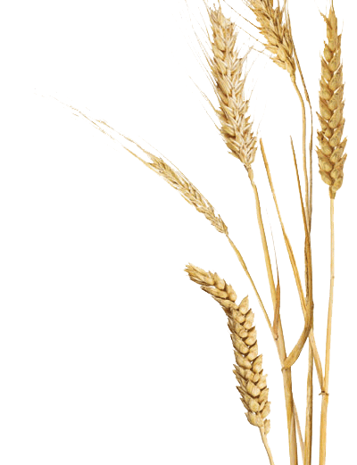 Wheat