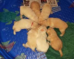 Pearl's puppy circle