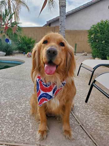 Penny the miracle dog smiling by pool