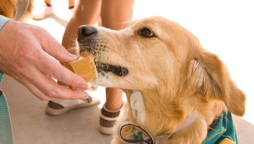 Golden Retriever licking peanut butter