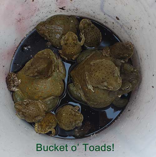bucket of toads 2