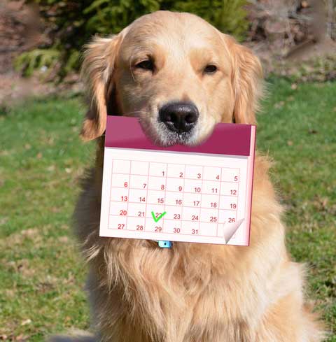 Dog holding calendar