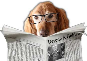 Golden retriever with glasses reading newspaper