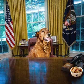 Golden retriever at desk in Oval Office
