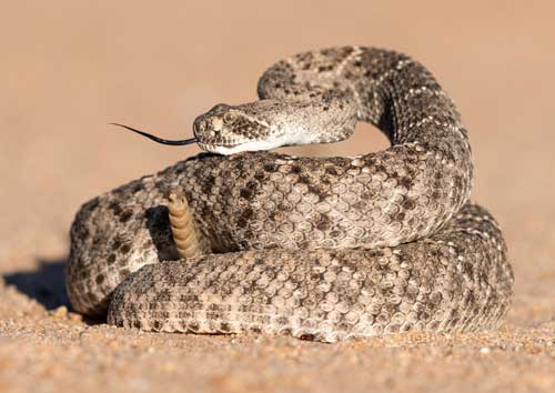 rattlesnake