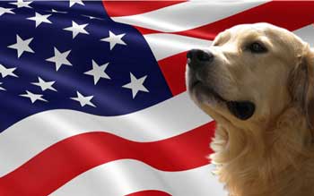 golden retriever standing proudly in front of american flag