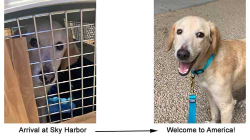 golden retriever in crate and after with smile