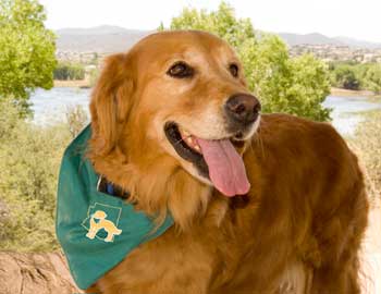 smiling golden retriever Lucy