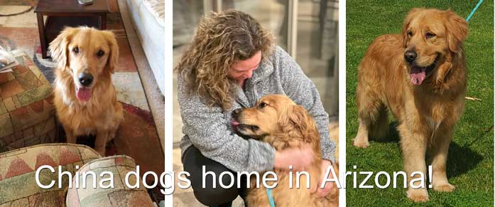 China goldens at home in AZ