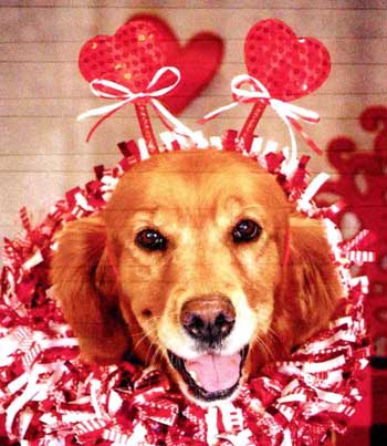 Cutest Golden Contest winner