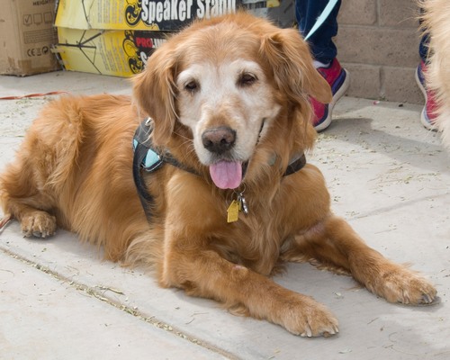 golden retriever resting