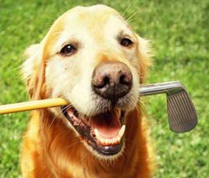 golden retriever holding golf club in mouth