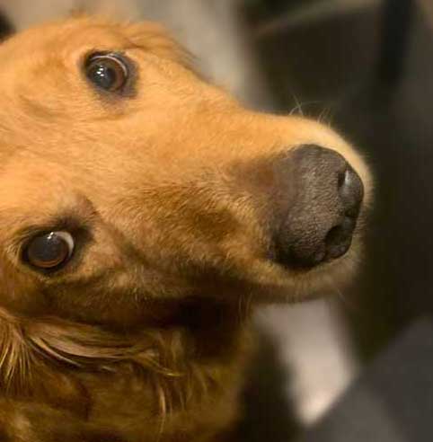 cute golden retriever