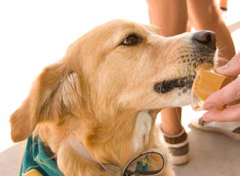 Golden Retriever licking peanut butter