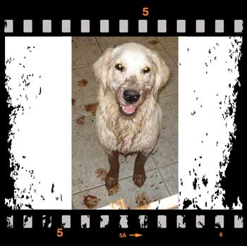 muddy golden retriever in filmstrip