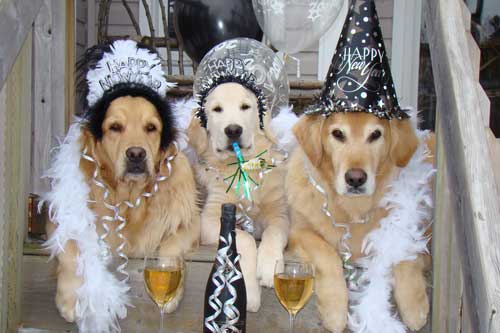 happy new year goldens