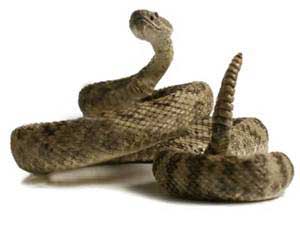 rattlesnake
