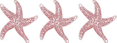 starfish clipart 3