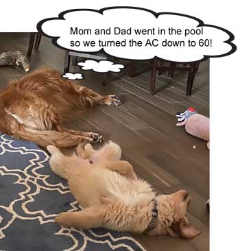dogs turned down ac