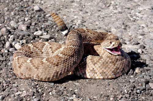 Rattlesnake tucson