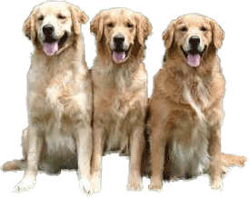 3 goldens