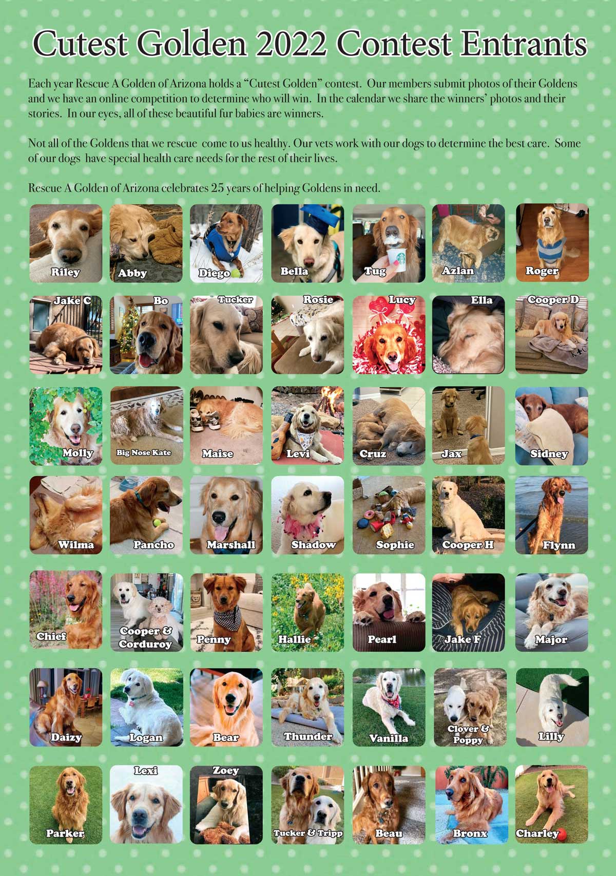 cutest golden contestants