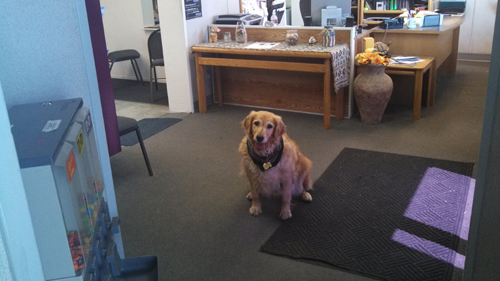 Harlow forever home resized