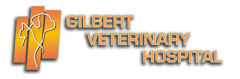 gilbert vet hospital