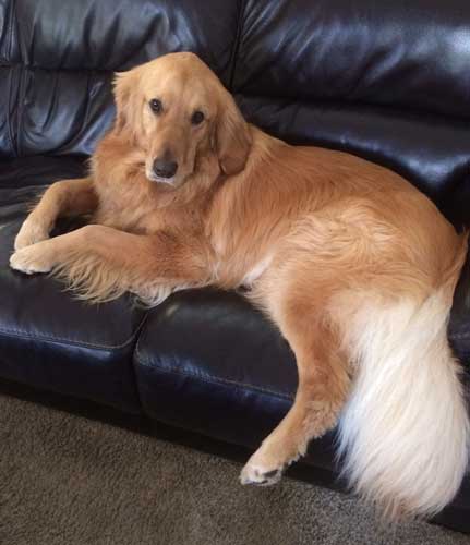 Bailey Bear Pretty Boy