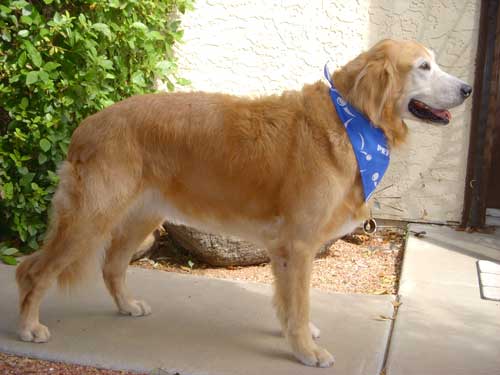 Mitchell 05 264 Fresh Groom