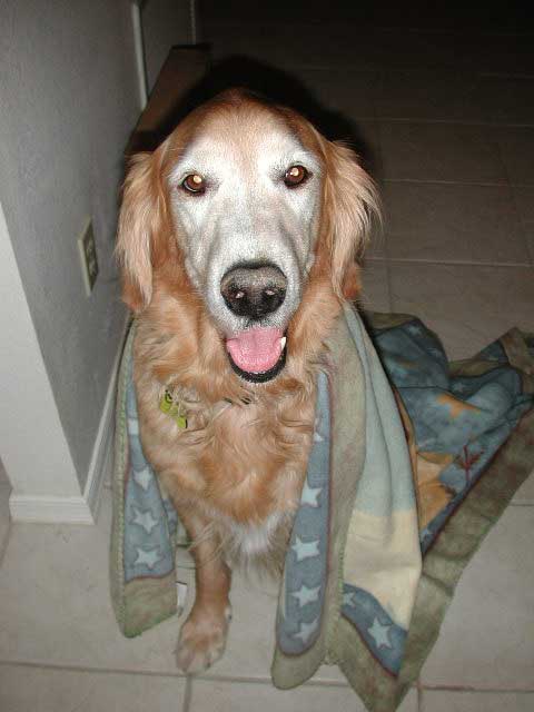 Mitchell 05 264 wonder dog