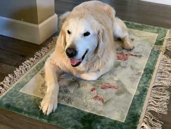 Scooter rug for memorial page2020