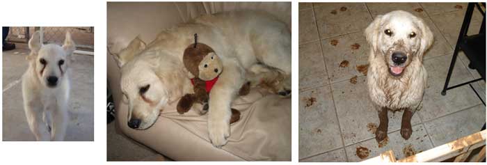 Scooter triptych for memorial page