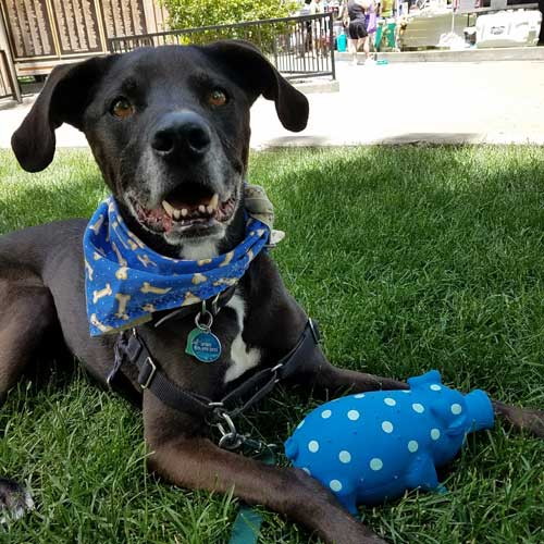 Spirit 1 woofdown 6.3.17