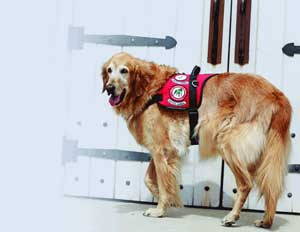 Steve the Wonder Dog