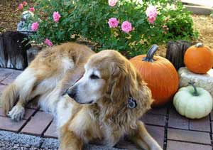 Steve the wonder dogIMG 8951